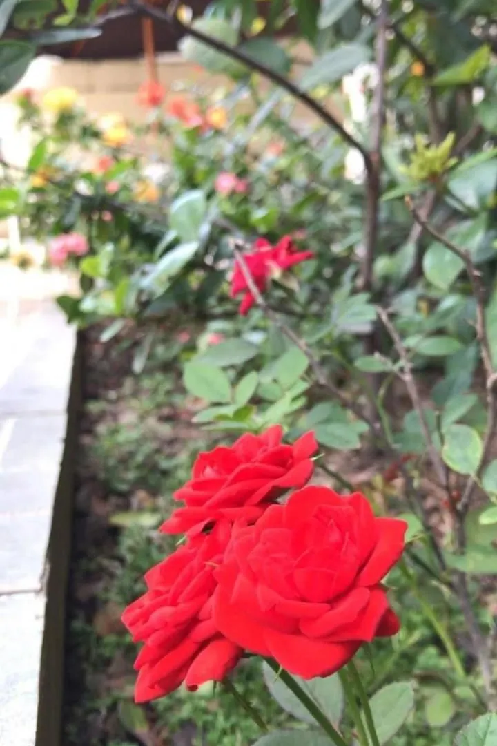 Villa Garza Inn Guayaquil Penzion